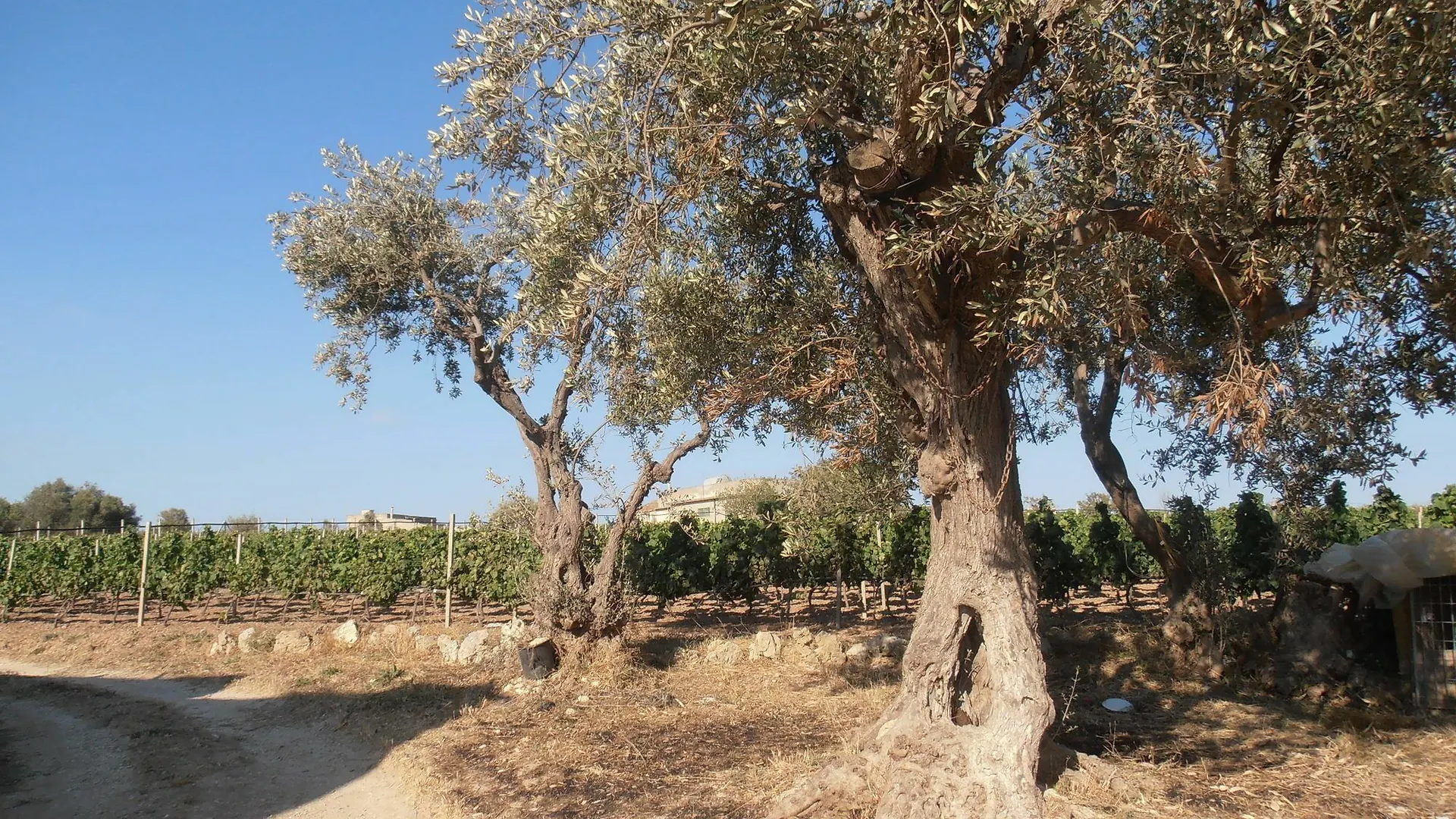 Ciriga Sicily Glamping location